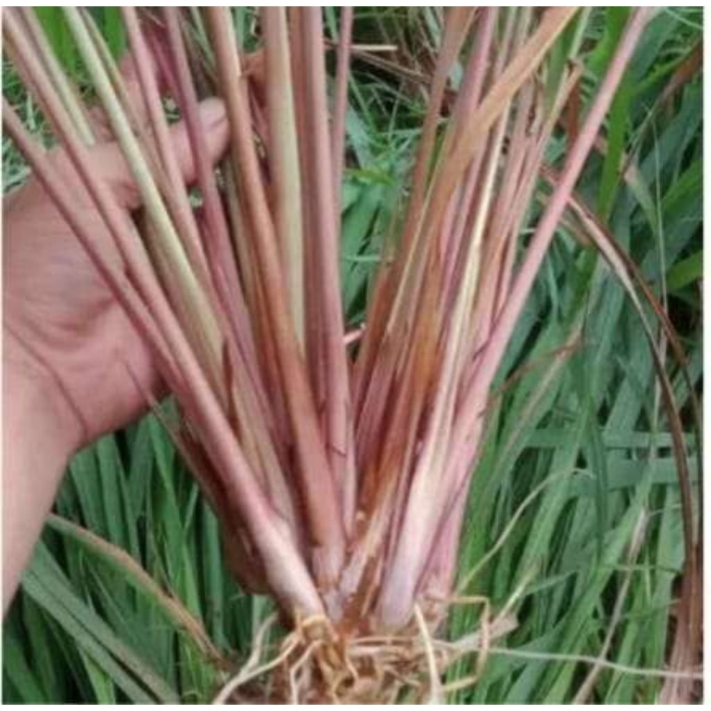 

1 kg sereh wangi /sereh merah..rempah