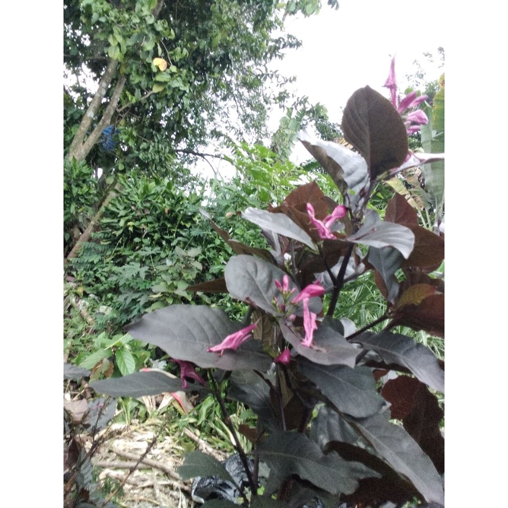 

daun handeuleum segar isi 30lbr