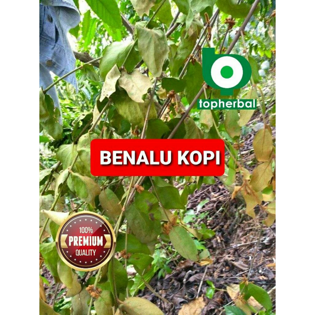 

Daun benalu kopi kering hijau grade A+ 1/2kg/500gram