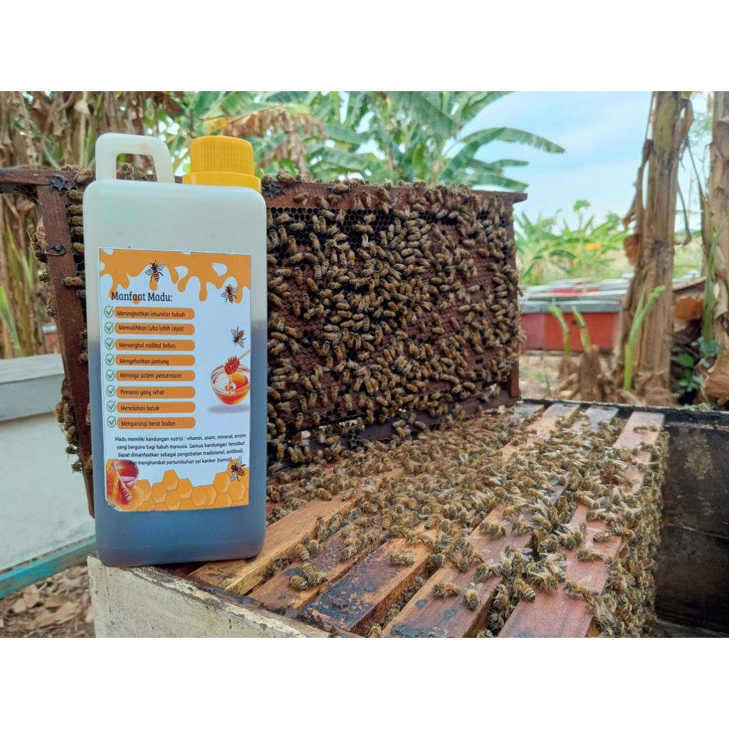 

MADU HUTAN AKASIA SUMATRA 1KG