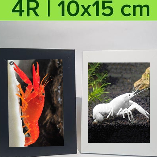 ( O ) LOBSTER HIAS MERAH PUTIH BIRU ORANGE AIR TAWAR - ETALASE