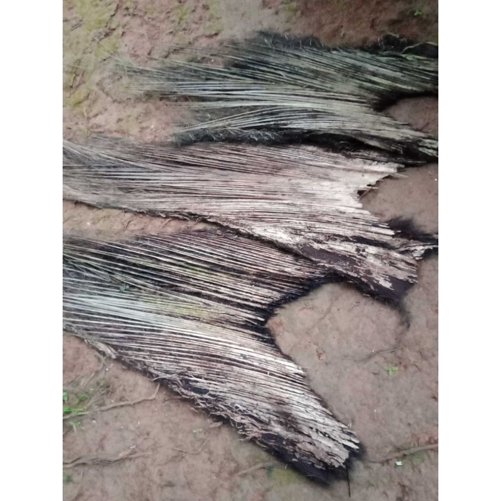 injuk  bahan atap,/1 lembar