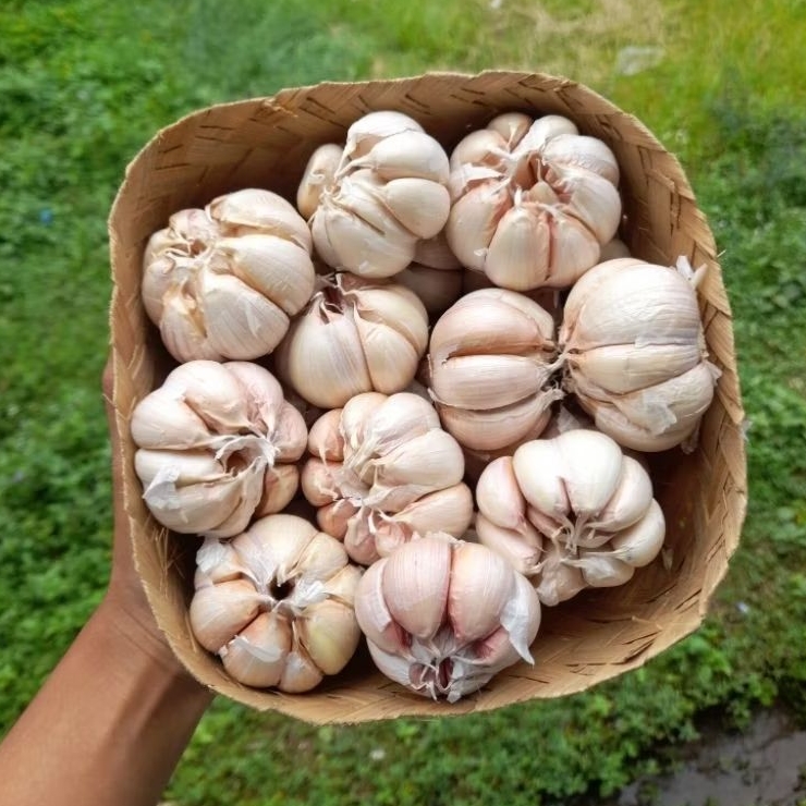 

500gr Bawang Putih Sinco Fresh