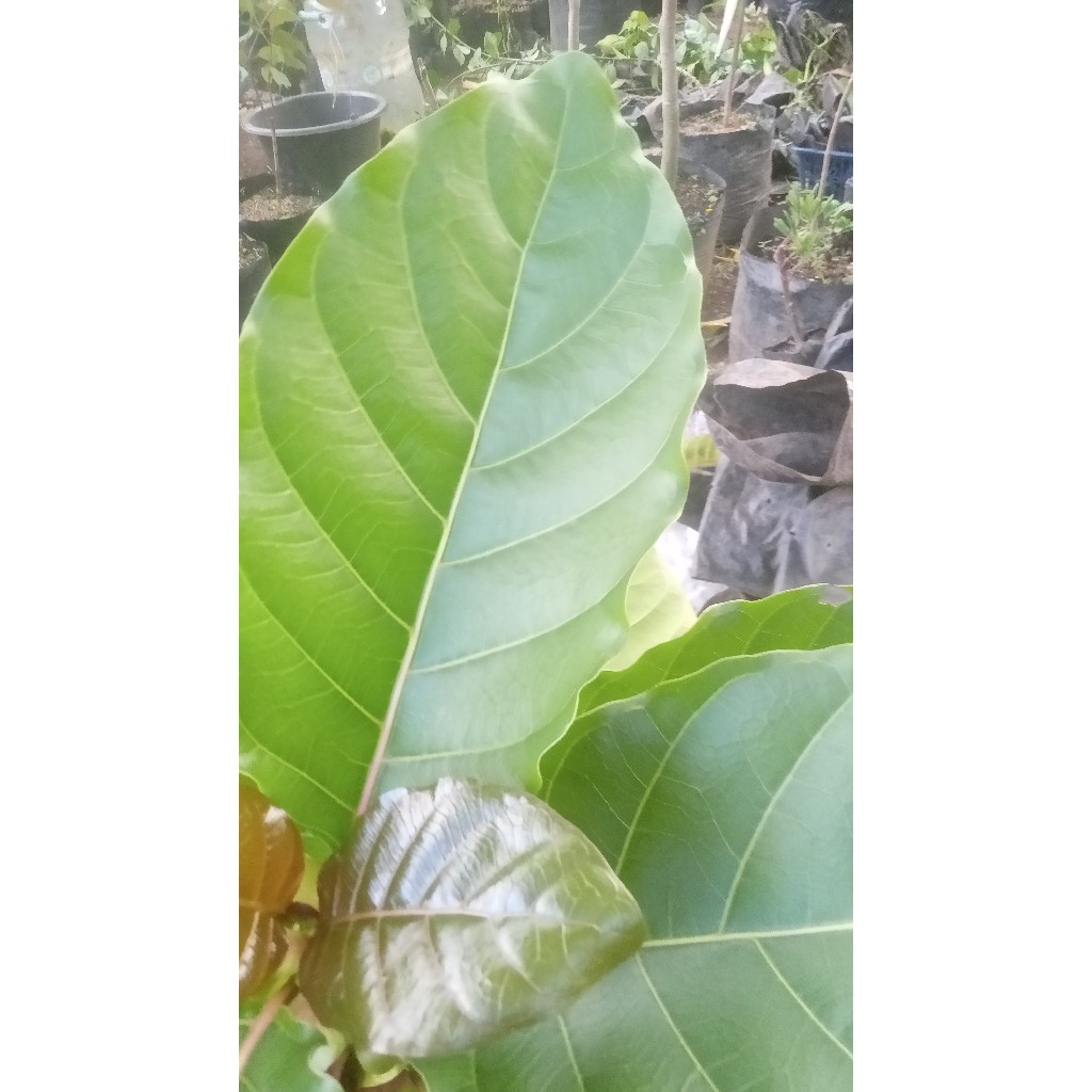 

Daun Gempol Daun Pohon Gempol Per Lembar