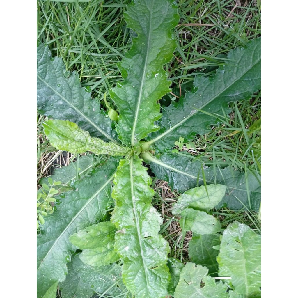 

DAUN TAPAK LIMAN SEGAR ALAMI LANGSUNG AMABIL