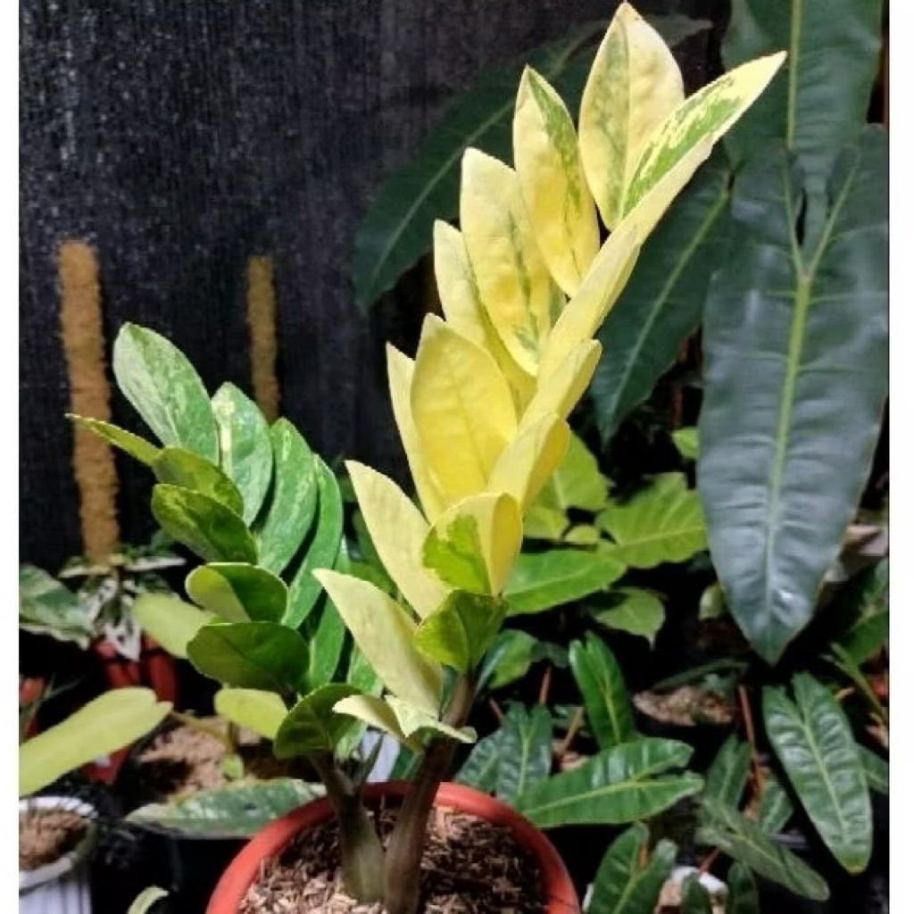 zamioculcas dolar zamia varigata