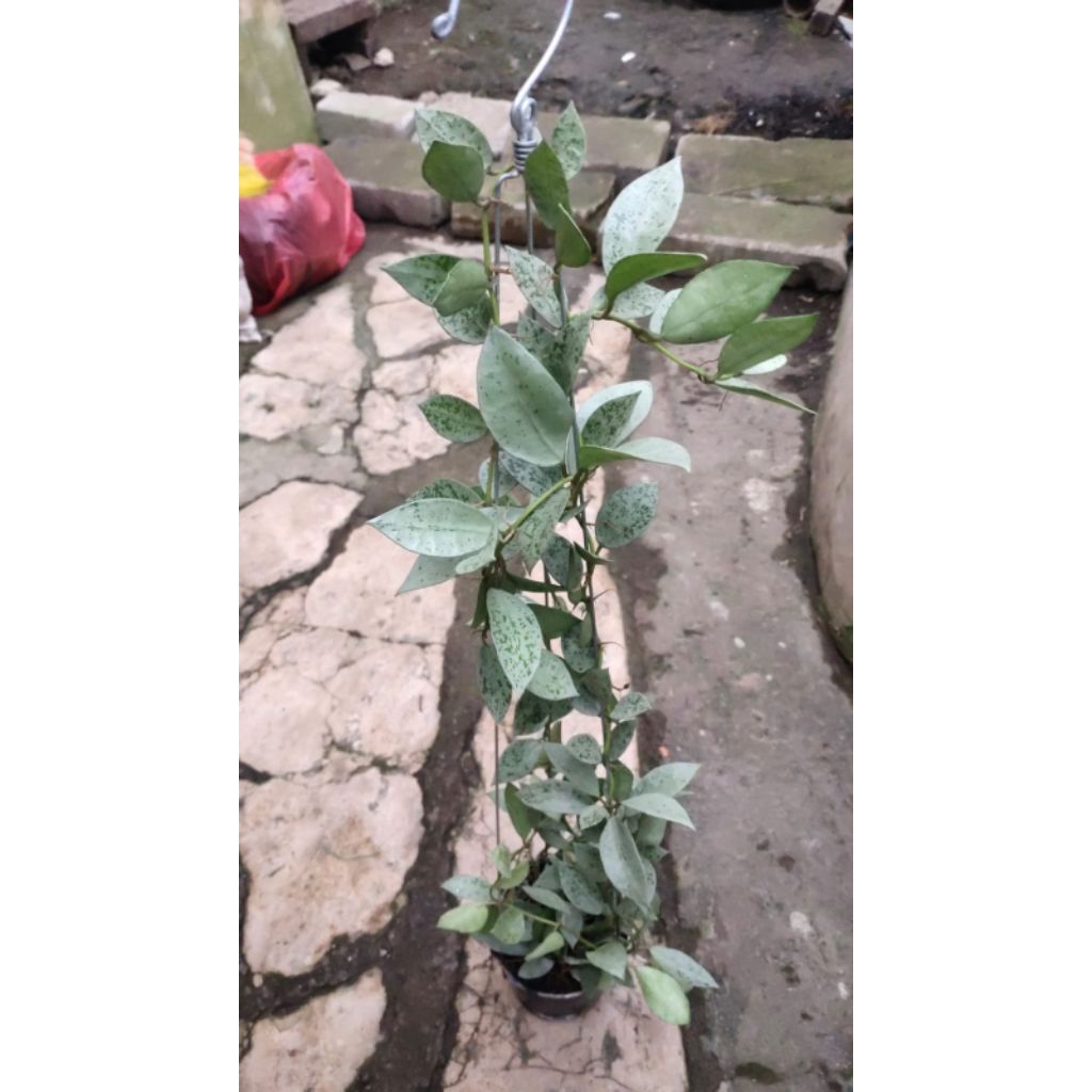 tanaman Hoya Lacunosa Silver Lime