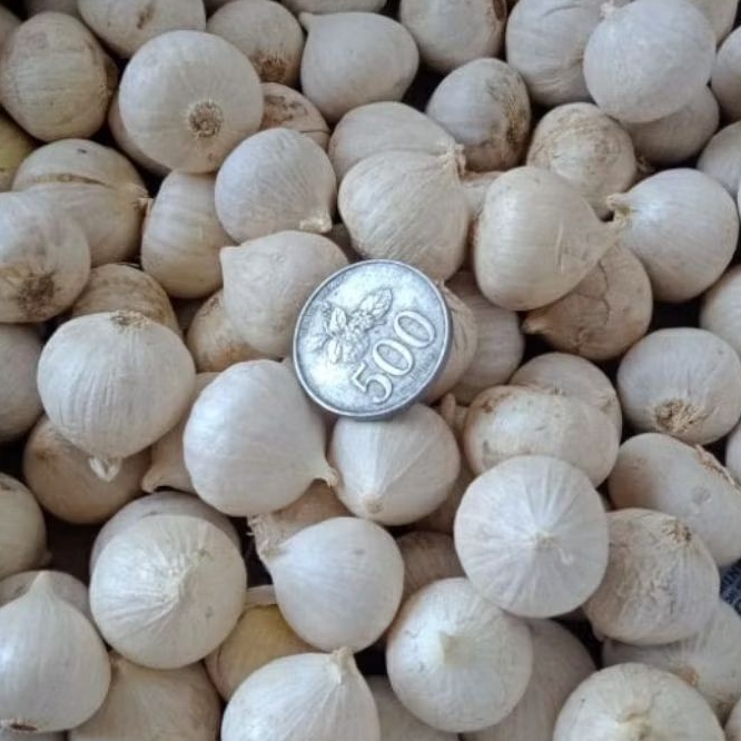 

Bawang putih tunggal lanang super putih 1kg