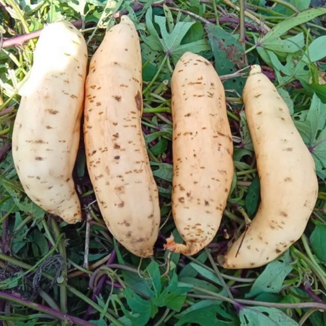 

PAKET 5 KG BABY UBI CILEMBU ASLI UKURAN KECIL TAPI MANIS