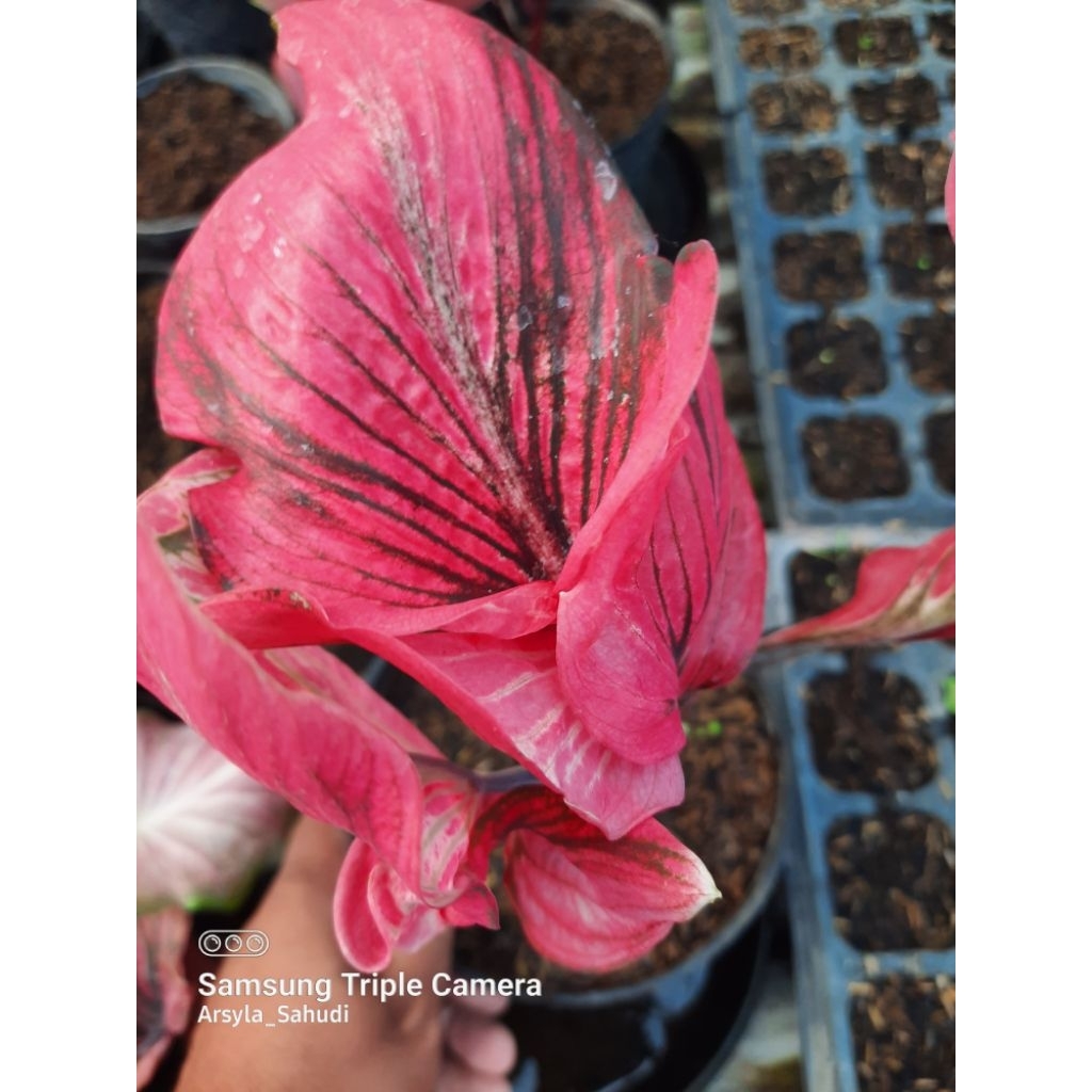 Tanaman Hias Caladium Keladi Red Kujang Bibit Bonggol