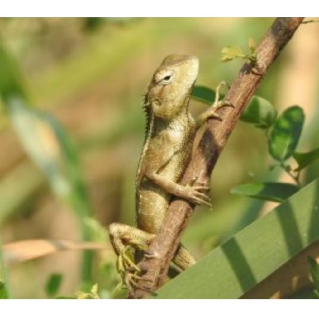 londok/bunglon taman murah    dapat 2