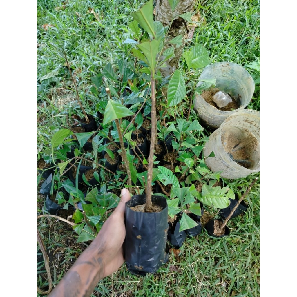 bibit unggul kopi robusta