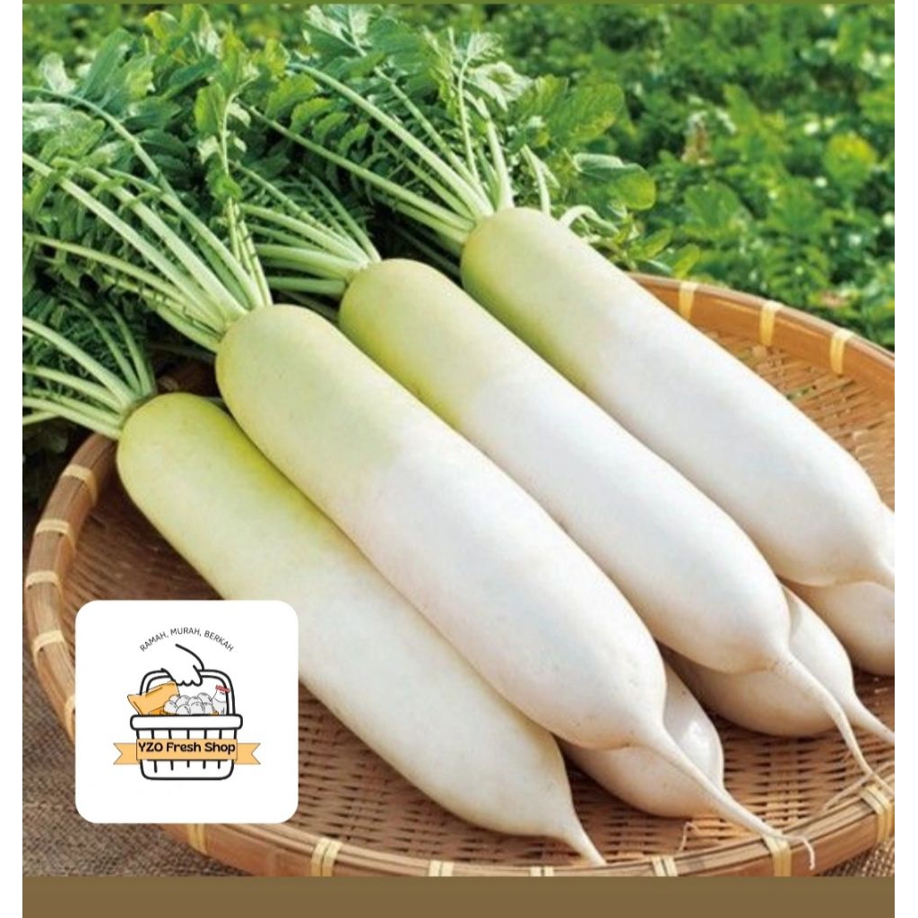 

Lobak Putih / Sayur Lobak