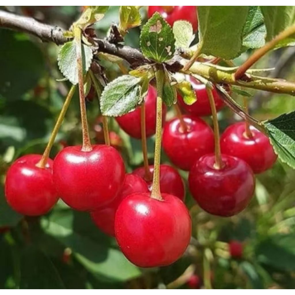 Bibit Buah Cherry Jepang Sudah Berbunga Hasil Cangkok(Bibit Cherry Jepang Asli)
