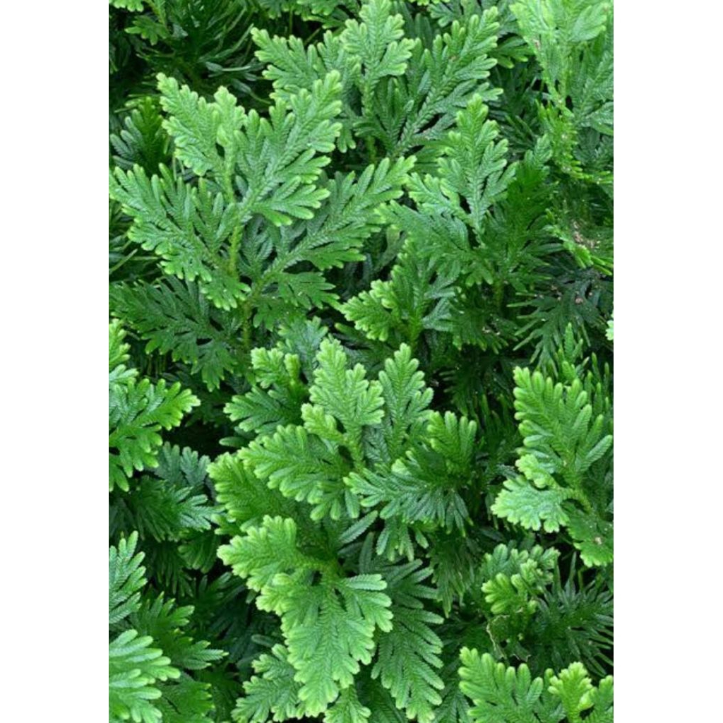 

selaginella doederleinii(herbal daun ceker ayam) netto 1kg