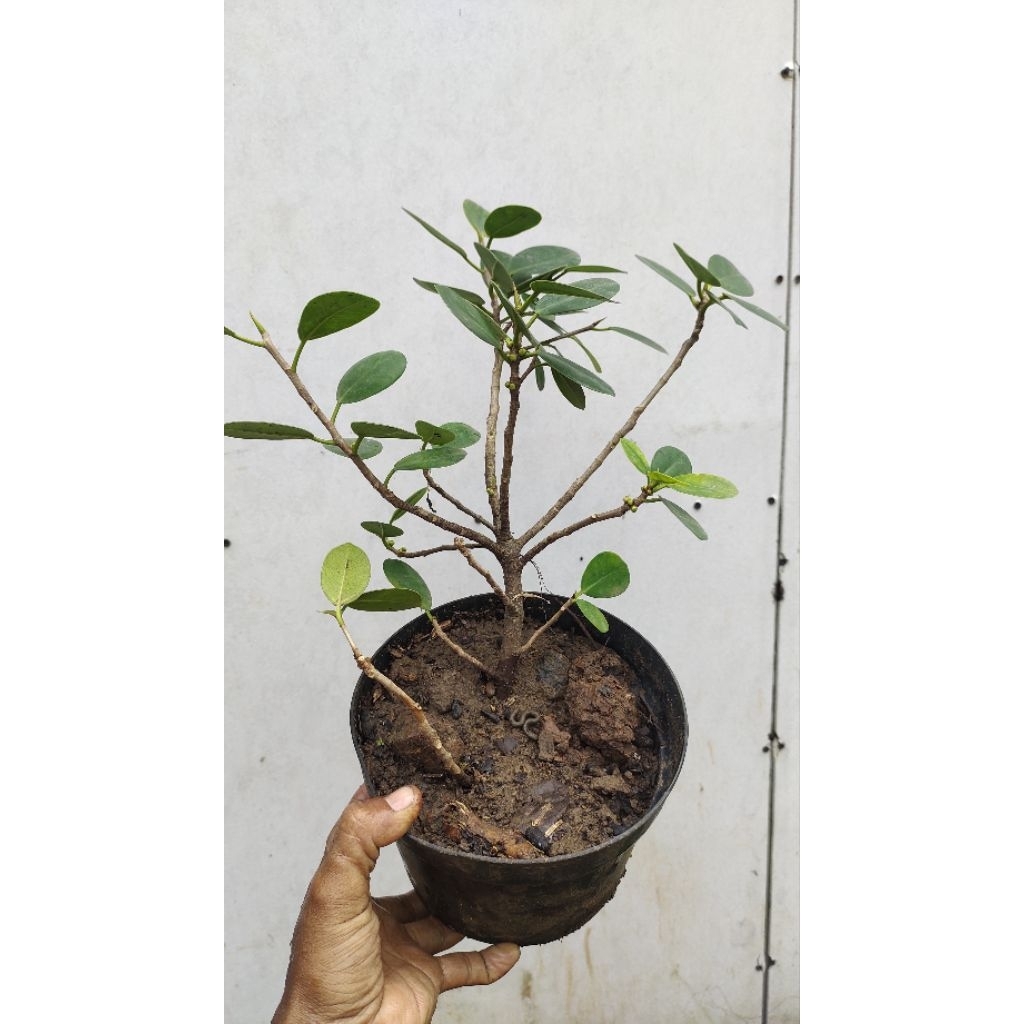 bahan bonsai ficus beringin dolar
