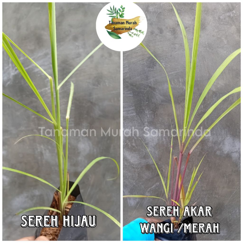 

TMS~ sereh merah akar wangi sereh putih bumbu masak sereh wangi timung serai wangi serai masak