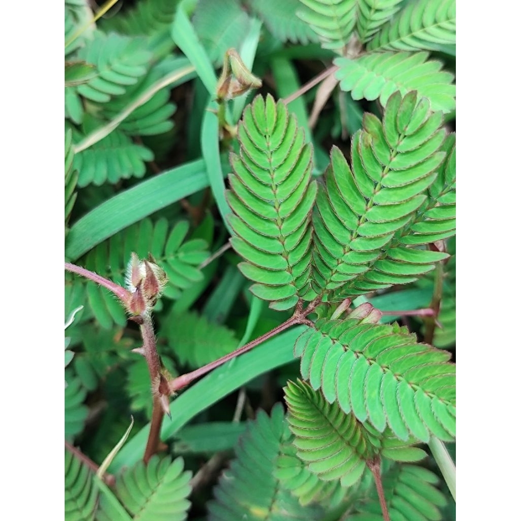 

daun putri malu herbal