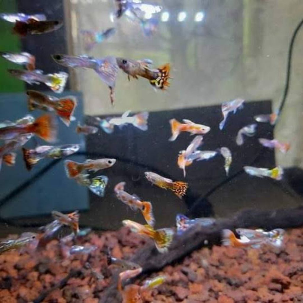 paket isi 20 cendolan guppy black cobra kebutuhan aquarium cantik