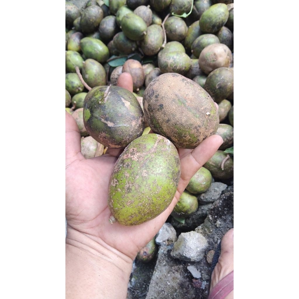 

Buah kedondong 1kg
