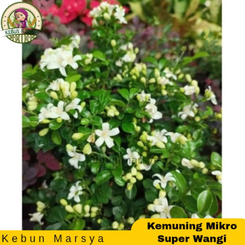 Kemuning Mikro Tanaman Hias Kemuning Melati Super Wangi Harga Terjangkau