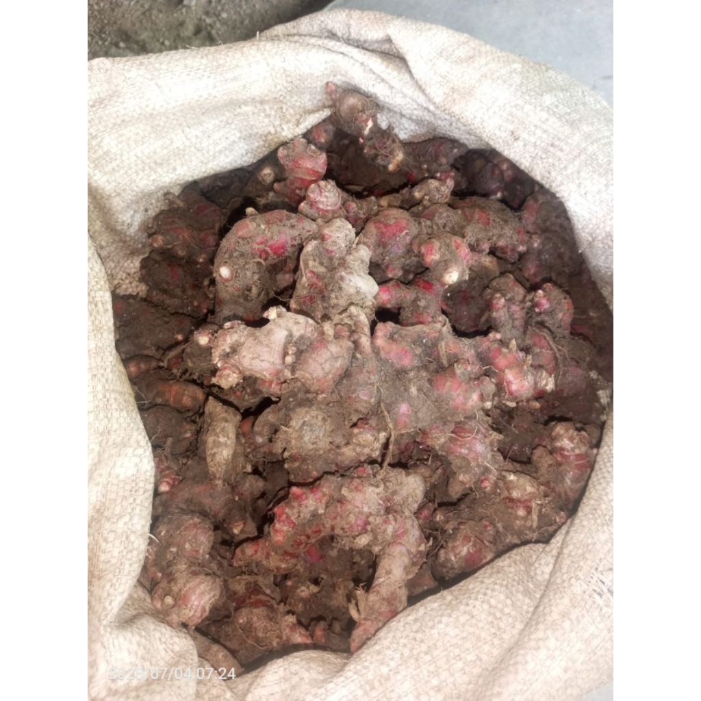 

jahe merah fresh 1 kg