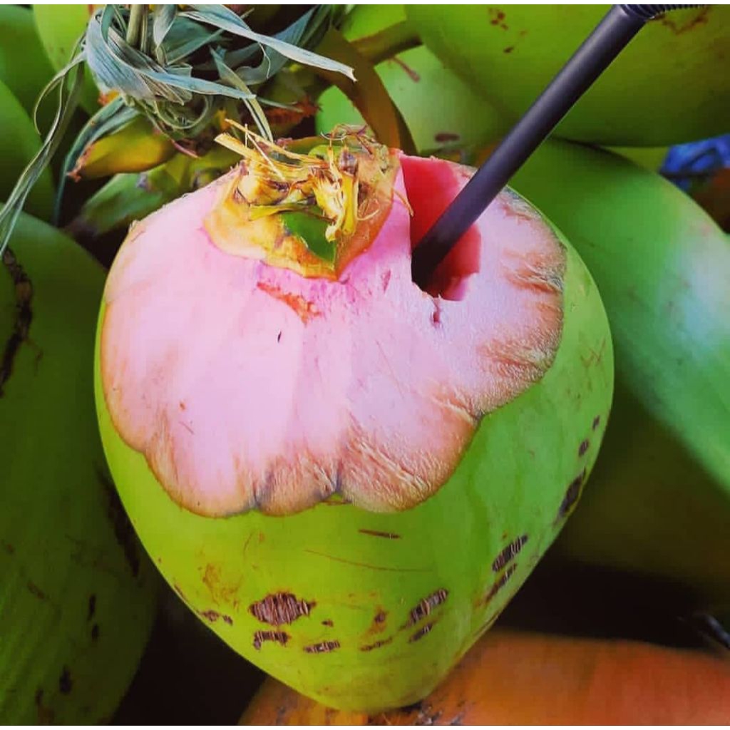 

Kelapa Ijo