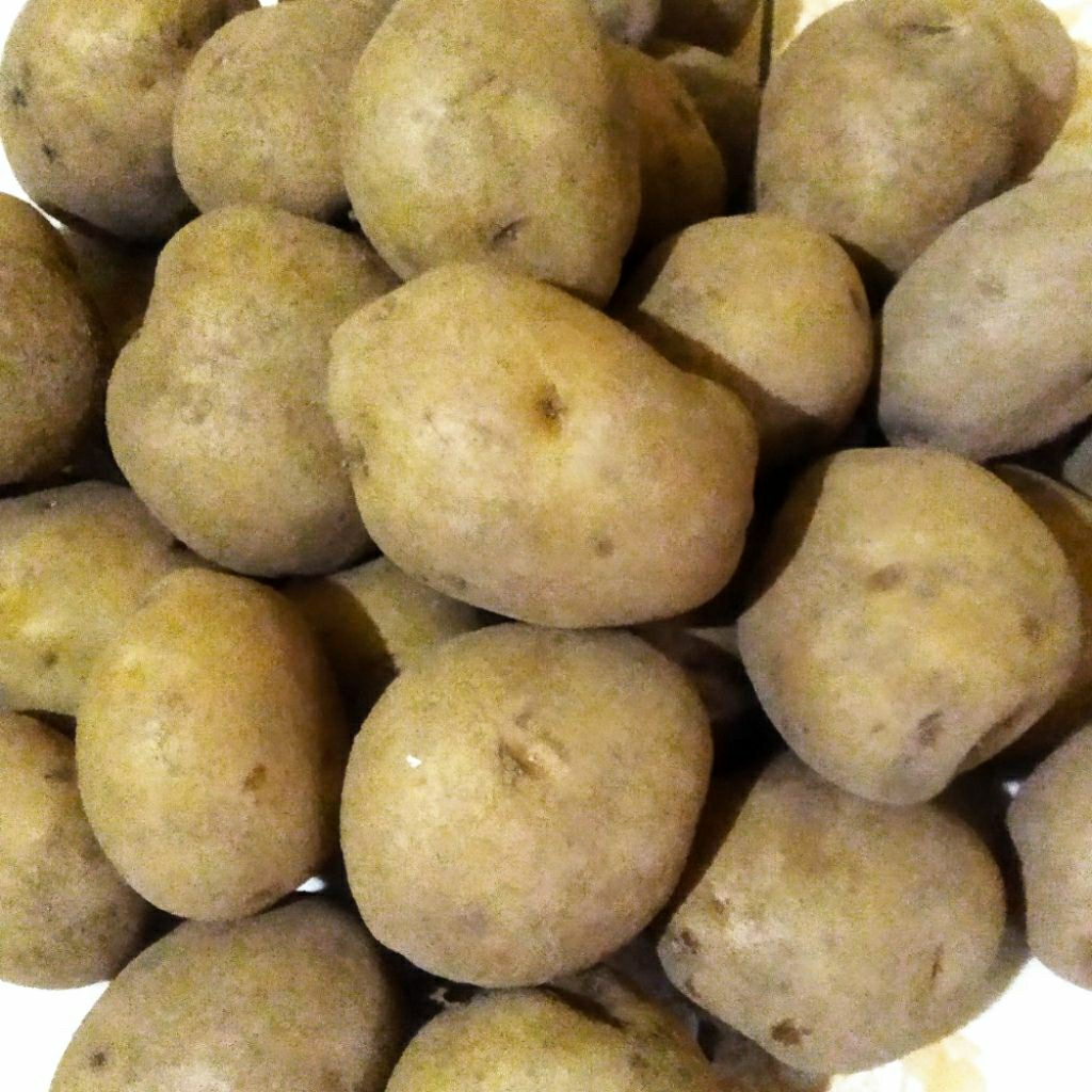 

Kentang Sayur premium