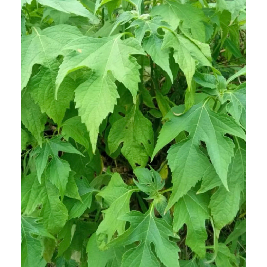 

Daun herbal insulin obat alami 1kg