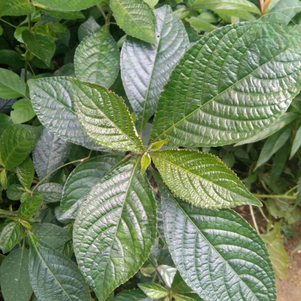 

Daun keji beling super segar fresh termurah 25 lembar+5 lem