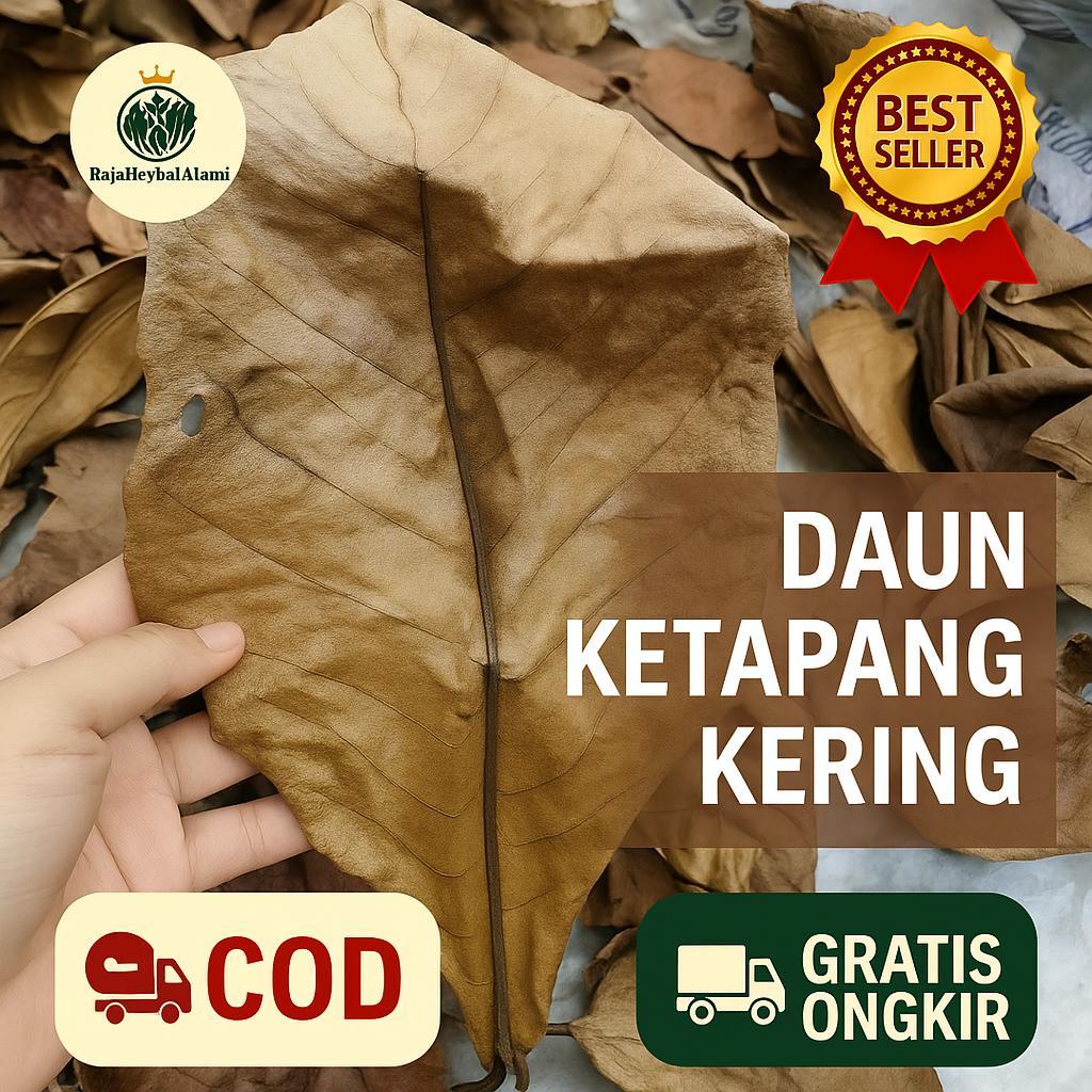 

Daun Ketapang Kering 1 Bungkus | COD