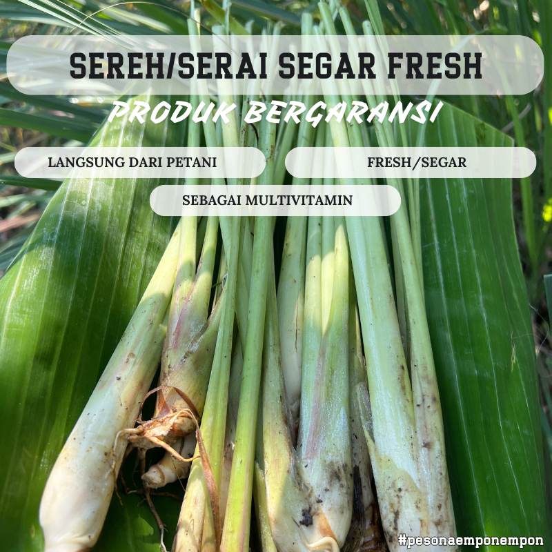 

Sereh Segar Serai Wangi Langsung Panen Dari Petani Rempah Jawa Fresh