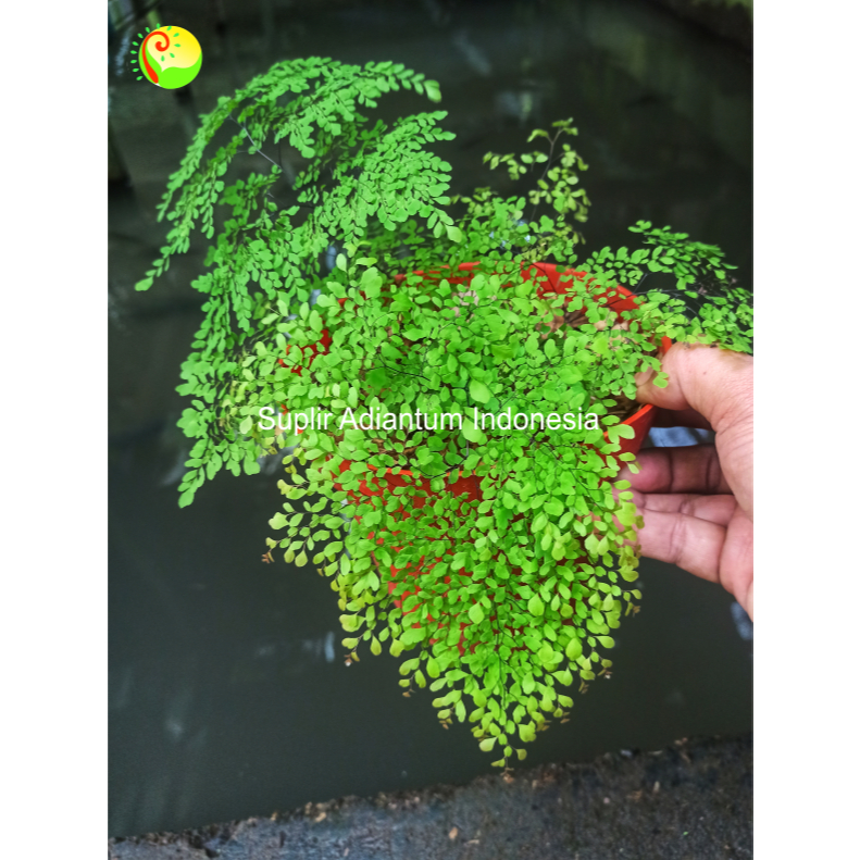 suplir Spelknop /adiantum/fern/tumbuhan paku