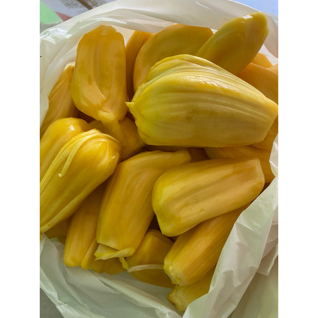 

NANGKA KUPAS J33 / NANGKA KUPAS PREMIUM / NANGKA KUPAS MANIS