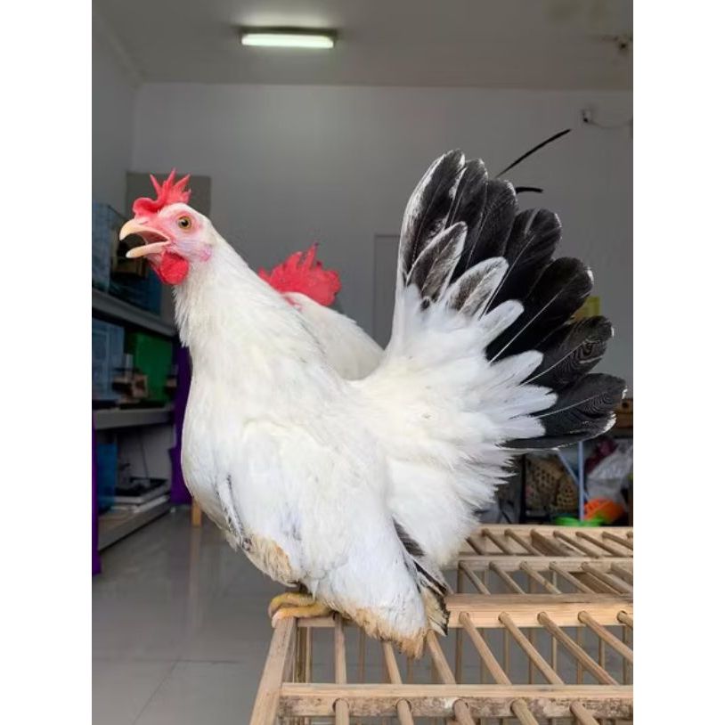 Ayam Kate Blacktail Import Jepang