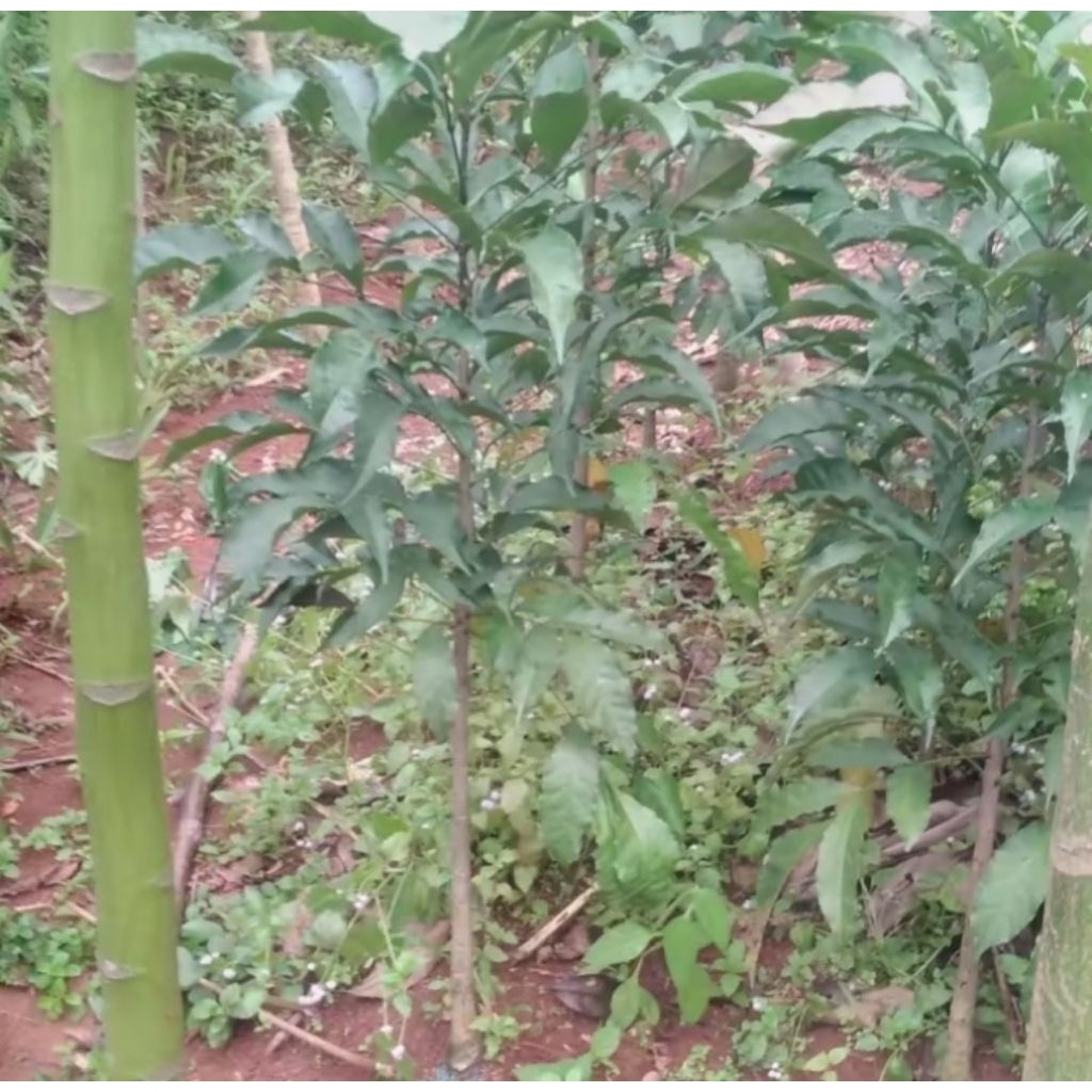 bibit tanaman tabebuya 1 meter bunga ungu