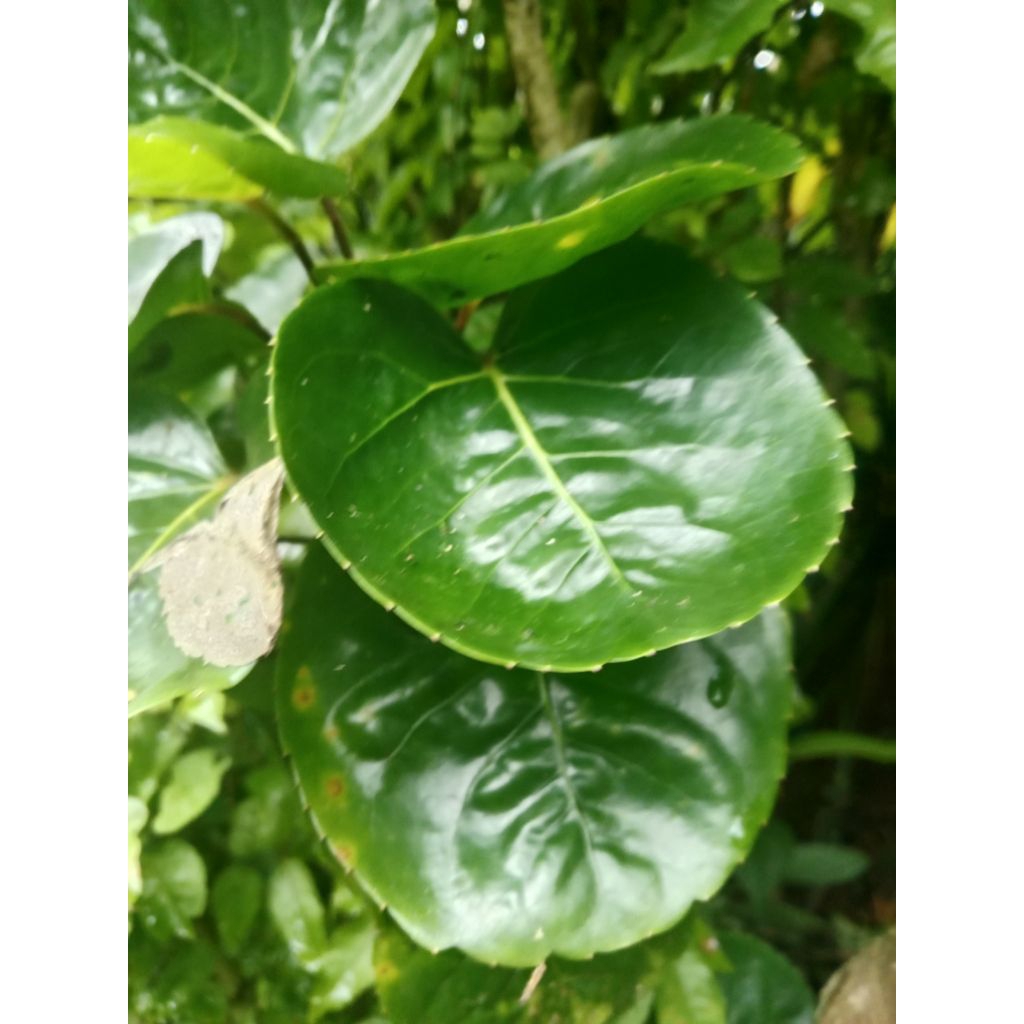 

30 lembar daun mangkokan