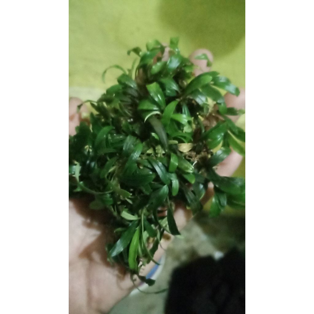 buce tanaman aquascape