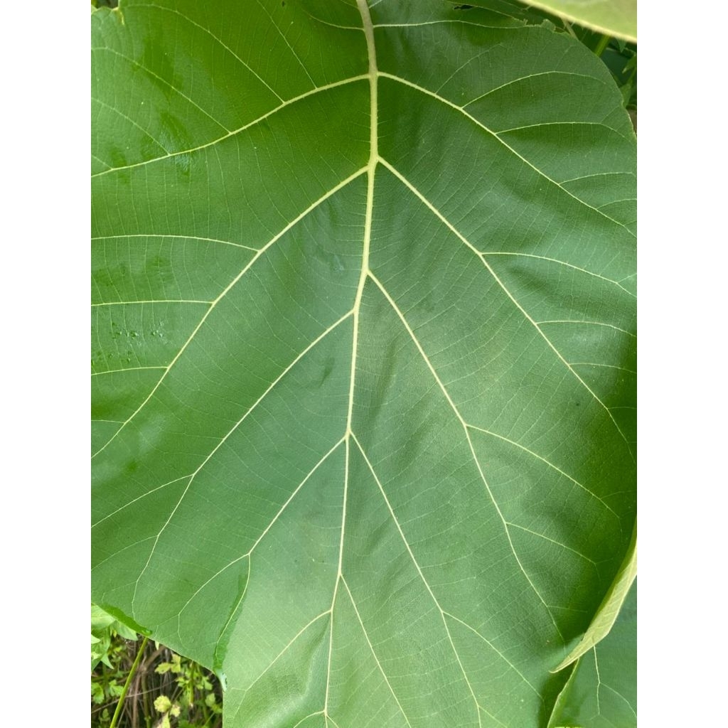 

daun jati segar isi 10 lembar