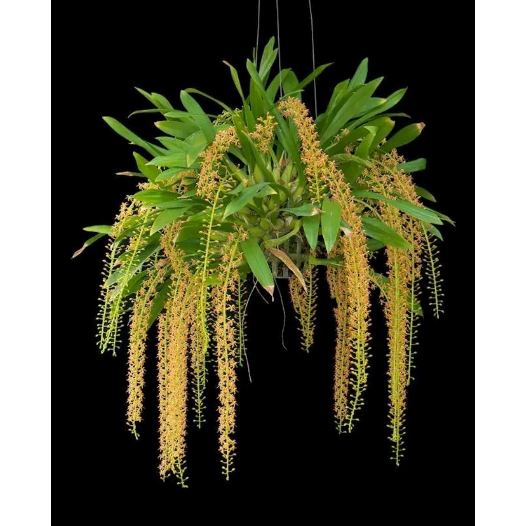 Anggrek liparis bunga kuning/anggrek hutan bunga kuning