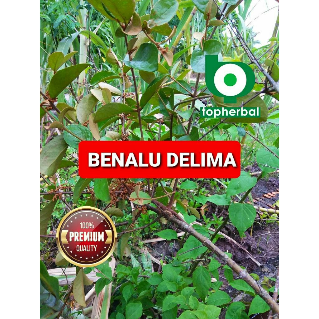 

Daun benalu delima kering hijau grade A+ 1/2kg/500gram