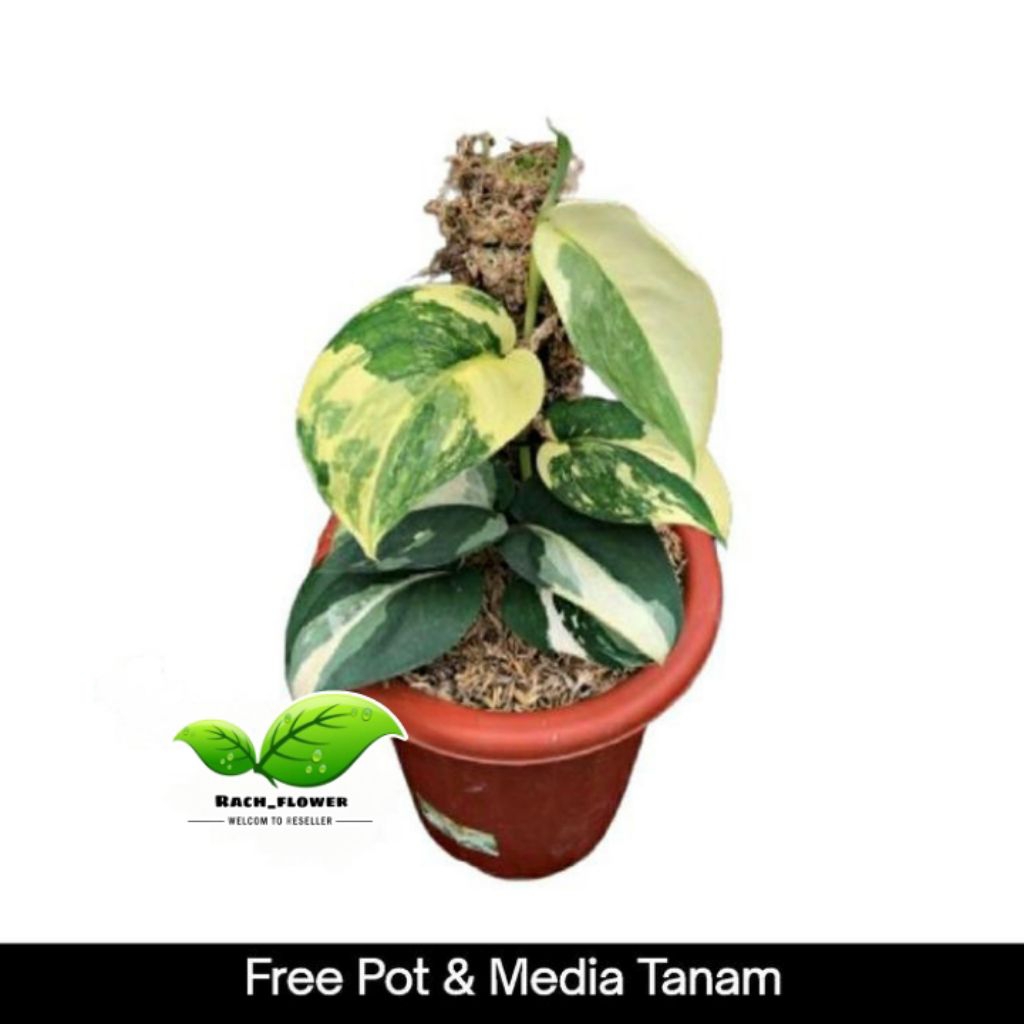 Scindapsus jade satin variegata - tanaman scindapsus jade satin varigata 'albo' / 'marble' - Marble