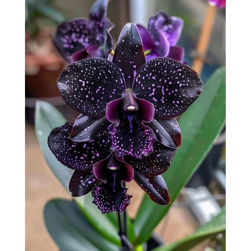 Anggrek Dendrobium HybridDewasa anggrek dendrobium