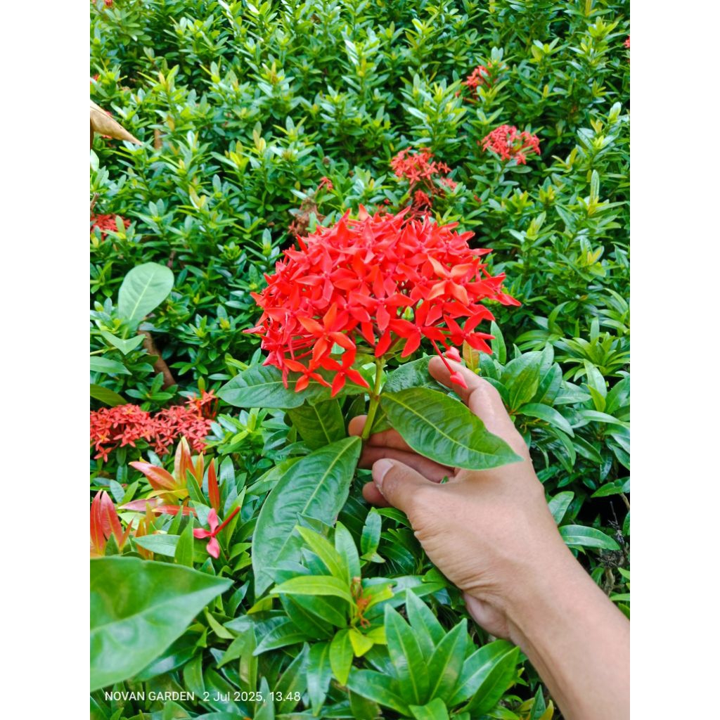 bunga asoka belanda | asoka holand | bunga jumbo | bunga asoka jumbo | asoka daun lebar