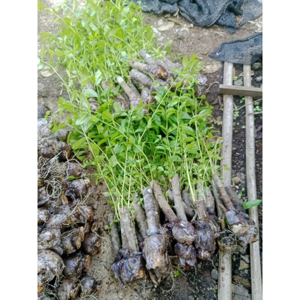 cangkok anting putri uk jari