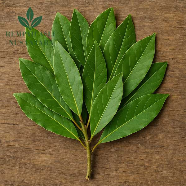 

Daun Salam Segar 250 Gram – Bumbu Dapur Alami, Siap Masak