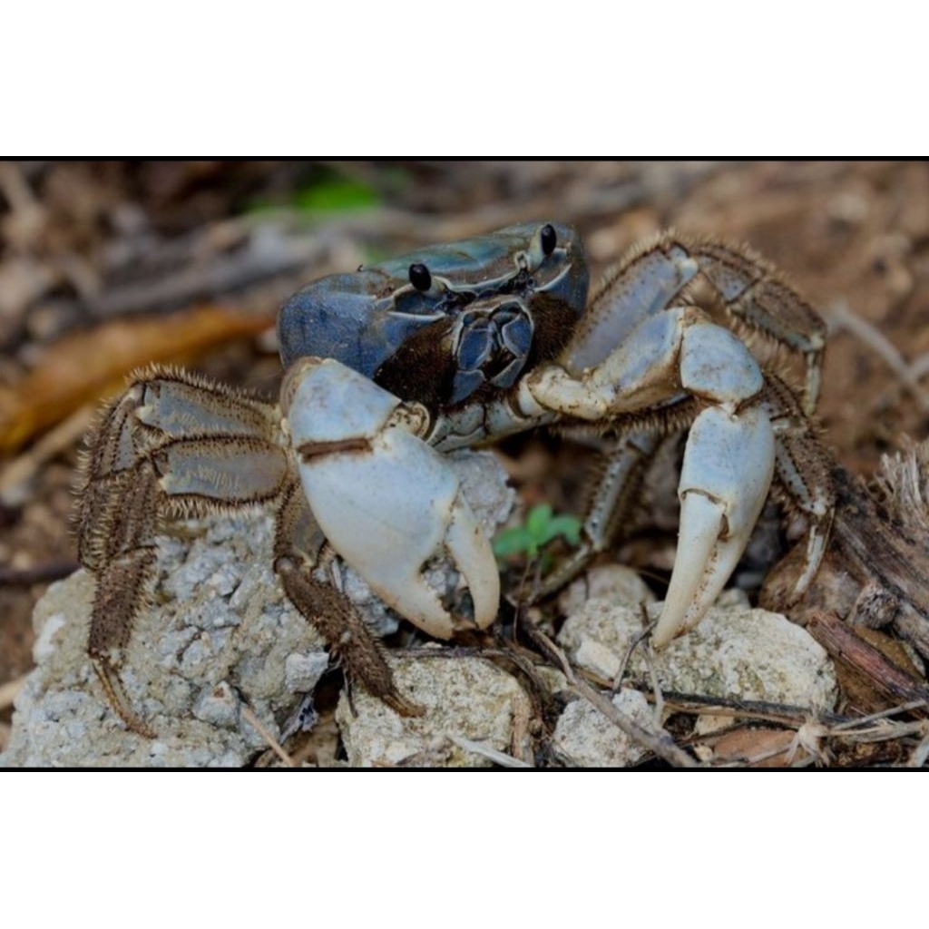 

Kepiting Hias Darat Tuerkayna Celeste crab, Langka
