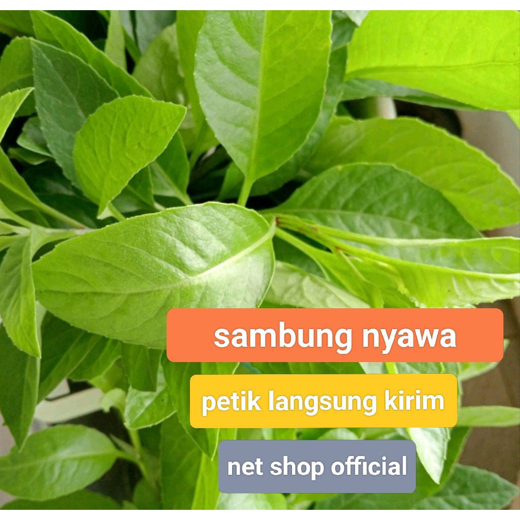 

Daun Sambung Nyawa/ Petikan Segar Langsung Kirim