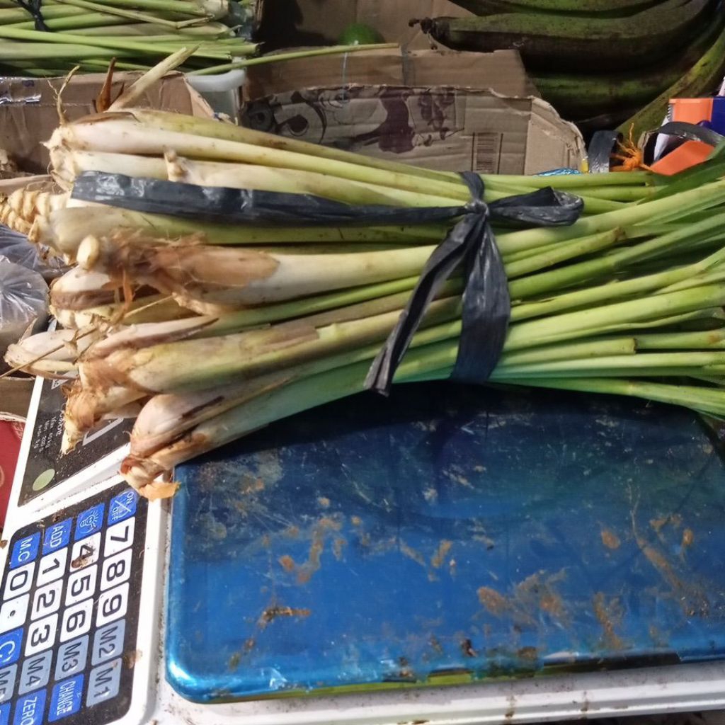 

SEREH SEGAR SEREH BUMBU LOKAL SEREH KECIL