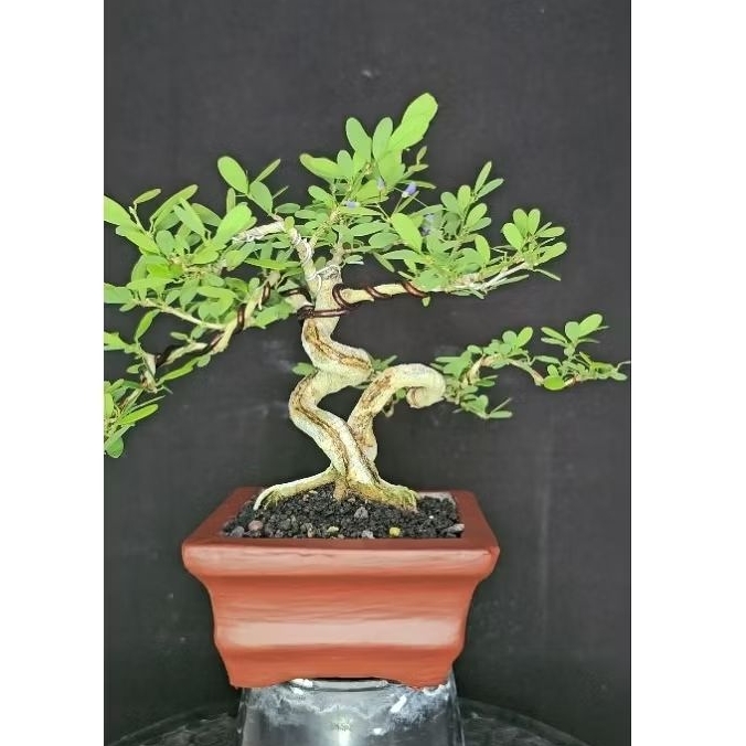 Bonsai saeng simbur
